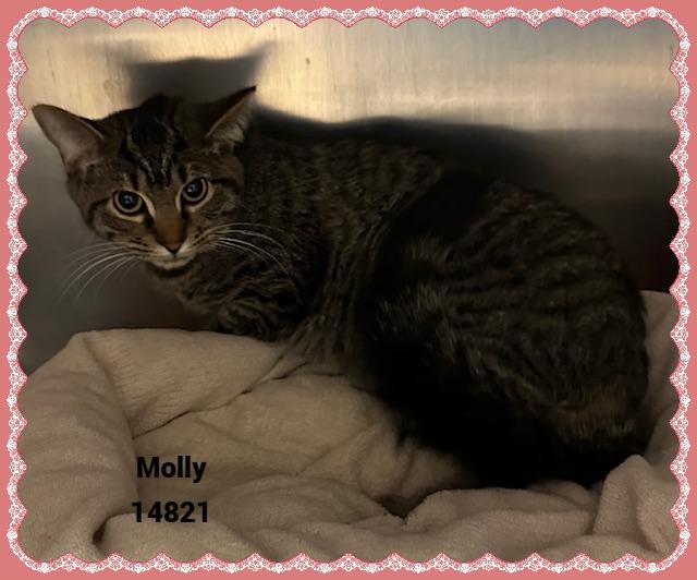 Enlarge MOLLY see also LILY, a Adoptable mixed breed in Marietta, GA image 5/5