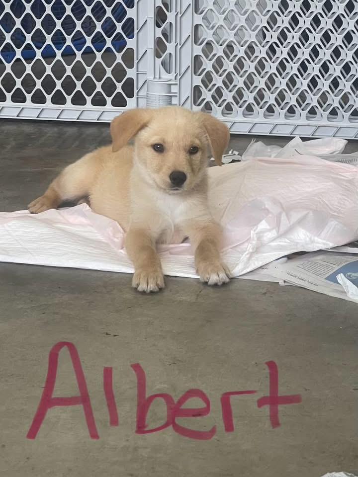 Albert