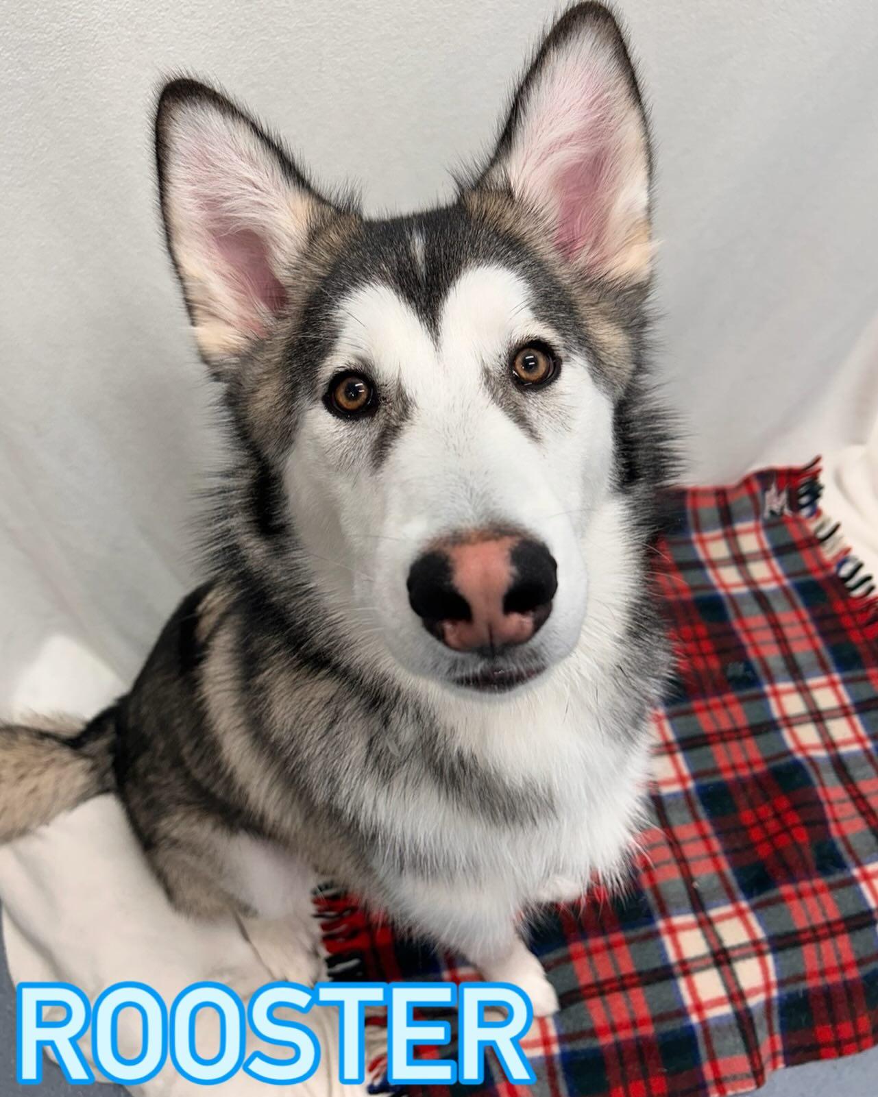 Enlarge Rooster Tag#2199, a ADOPTABLE Husky in Central Islip, NY image 1/1