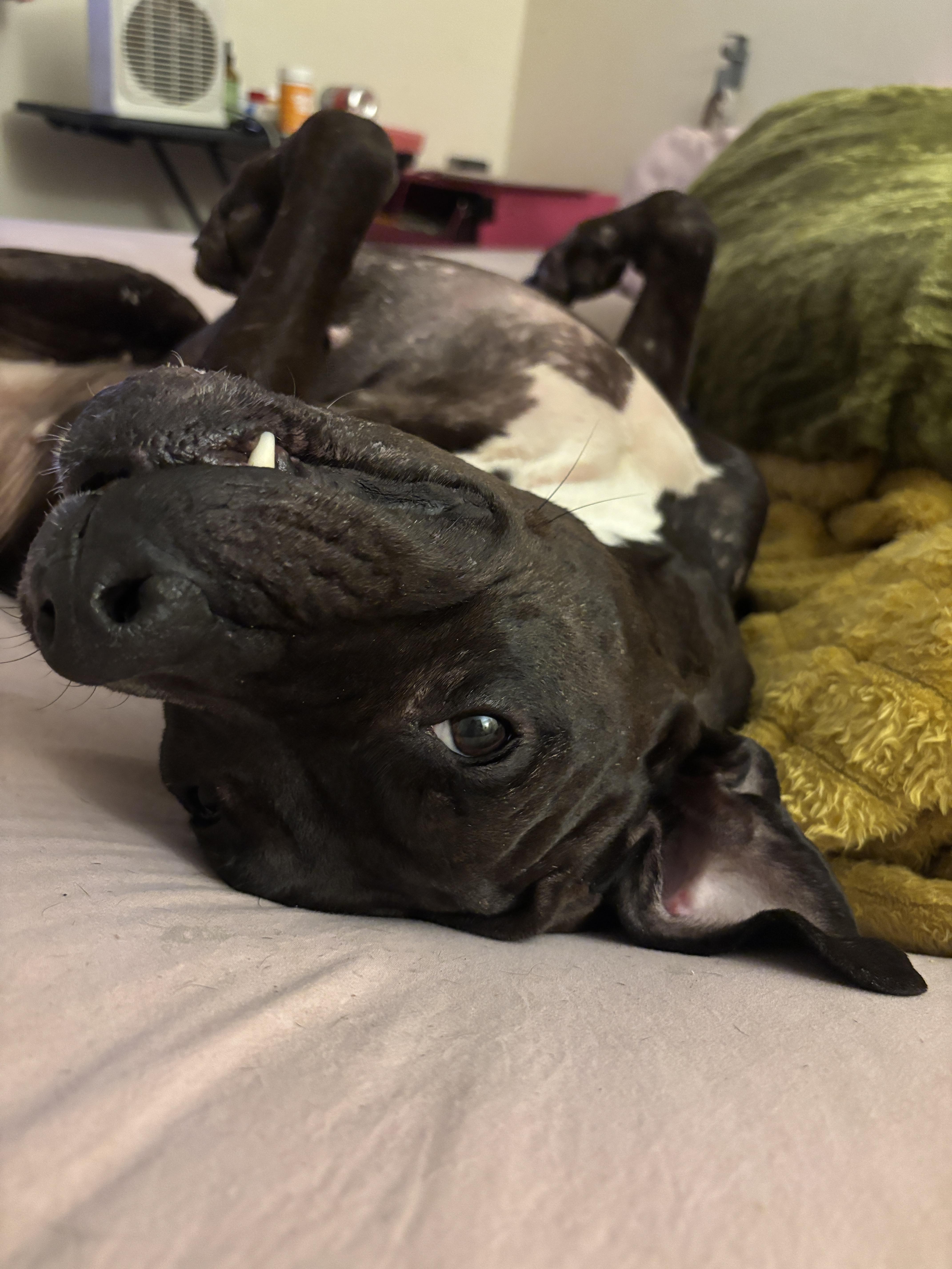 Enlarge BELLA, an adoptable Mixed Breed in New York, NY image 5/5