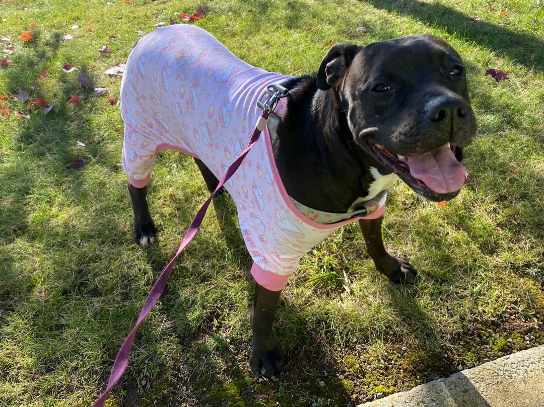 Enlarge BELLA, a Adoptable Mixed Breed in NEW HAVEN, CT image 7/8