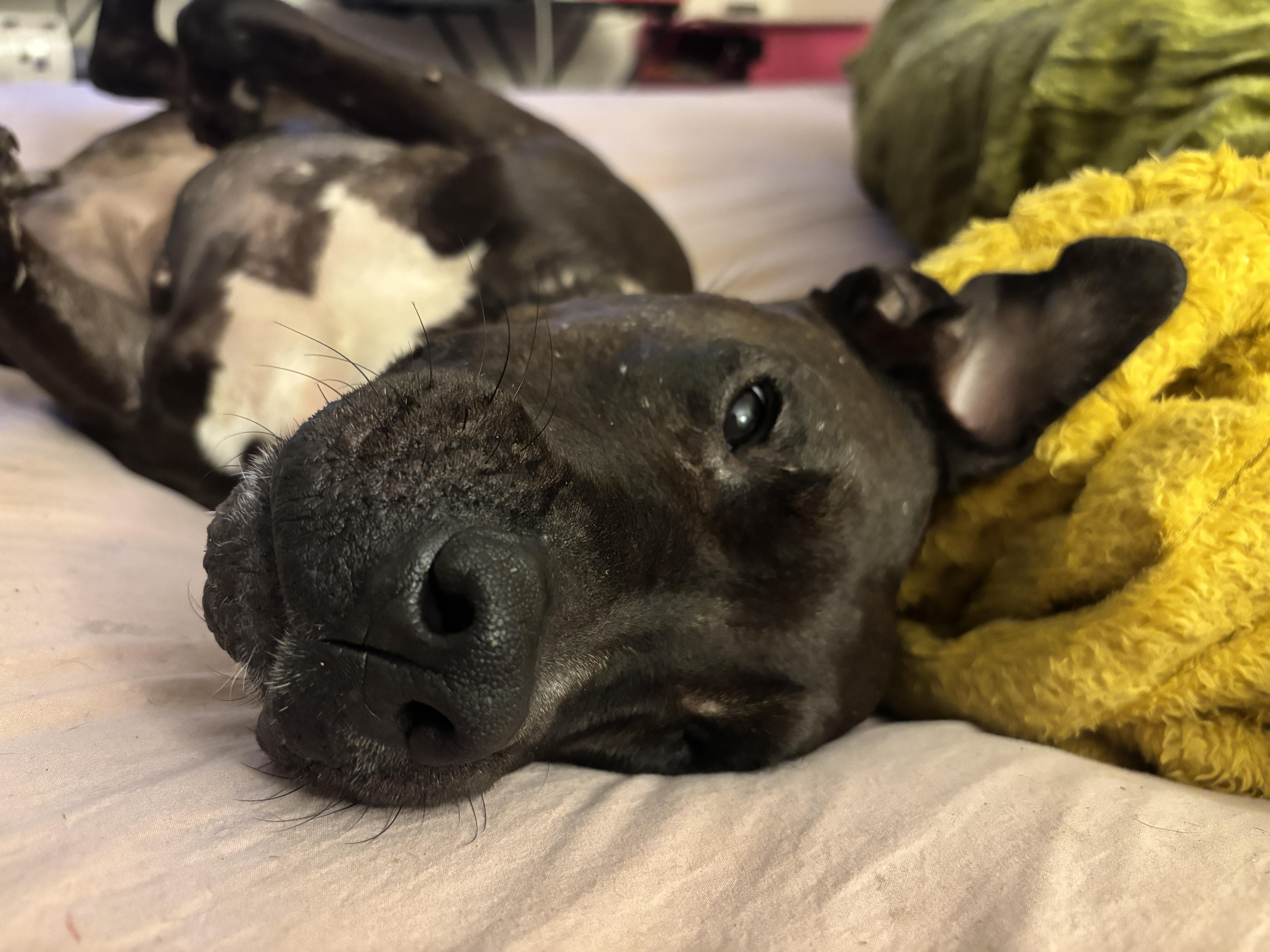 Enlarge BELLA, an adoptable Mixed Breed in New York, NY image 4/5