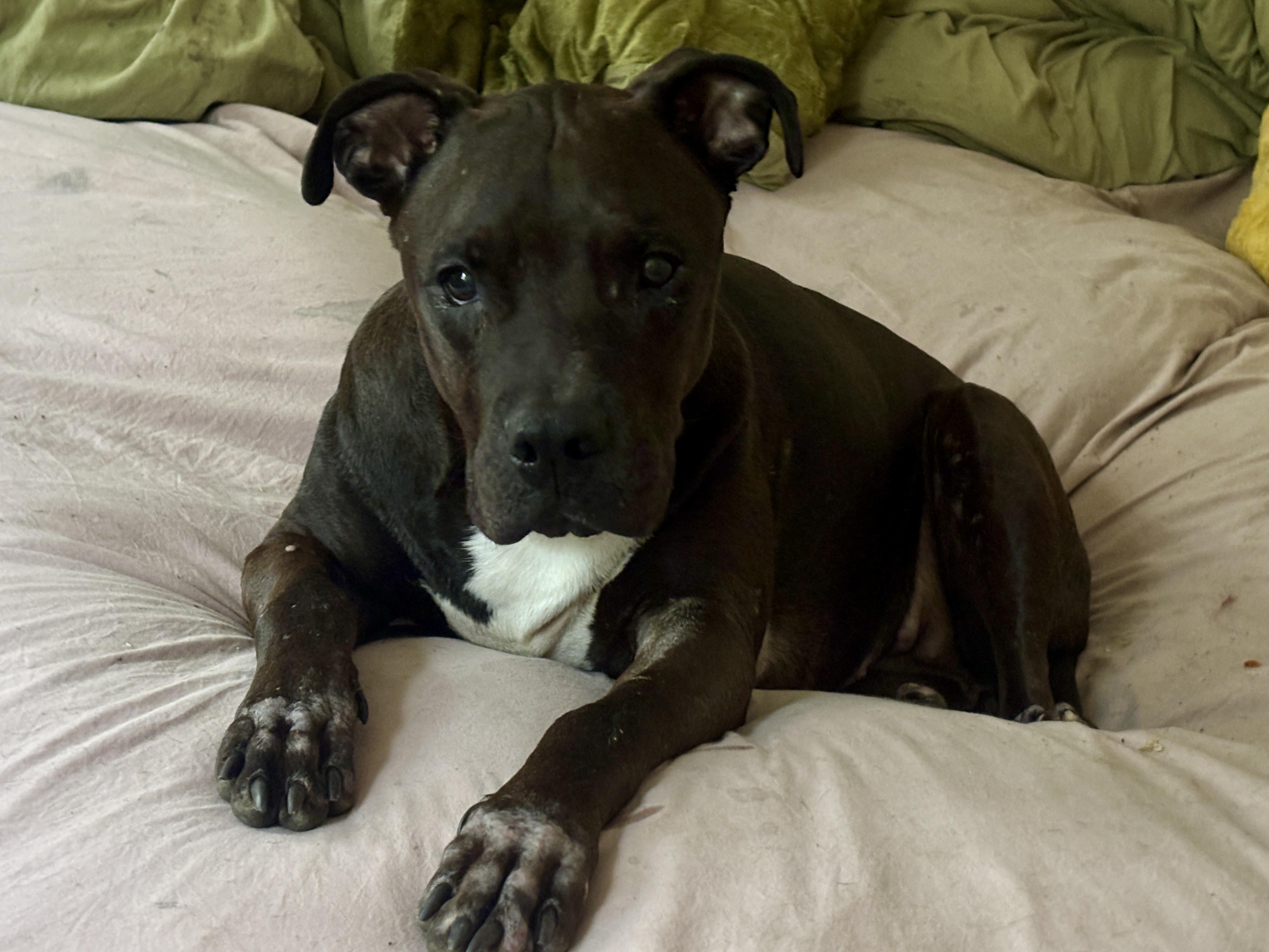 Enlarge BELLA, an adoptable Mixed Breed in New York, NY image 1/5