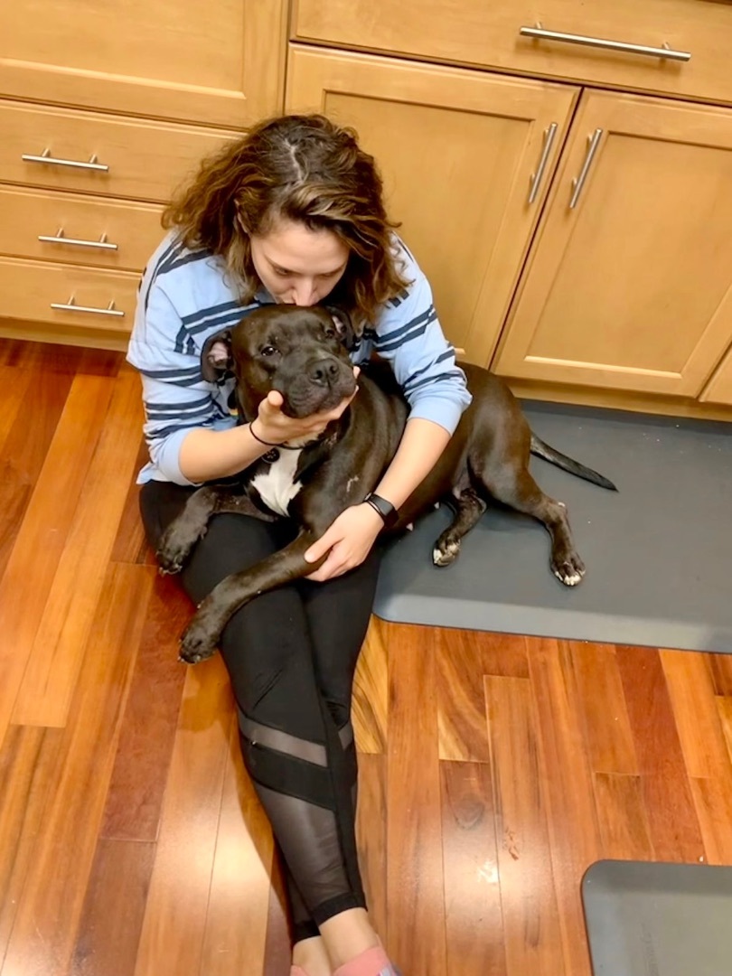 Enlarge BELLA, a Adoptable Mixed Breed in NEW HAVEN, CT image 8/8