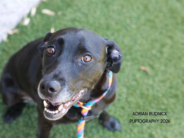 Katya, a ADOPTABLE Mixed Breed in Nashville, TN image 1/2