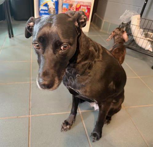 Katya, a ADOPTABLE Mixed Breed in Nashville, TN image 2/2