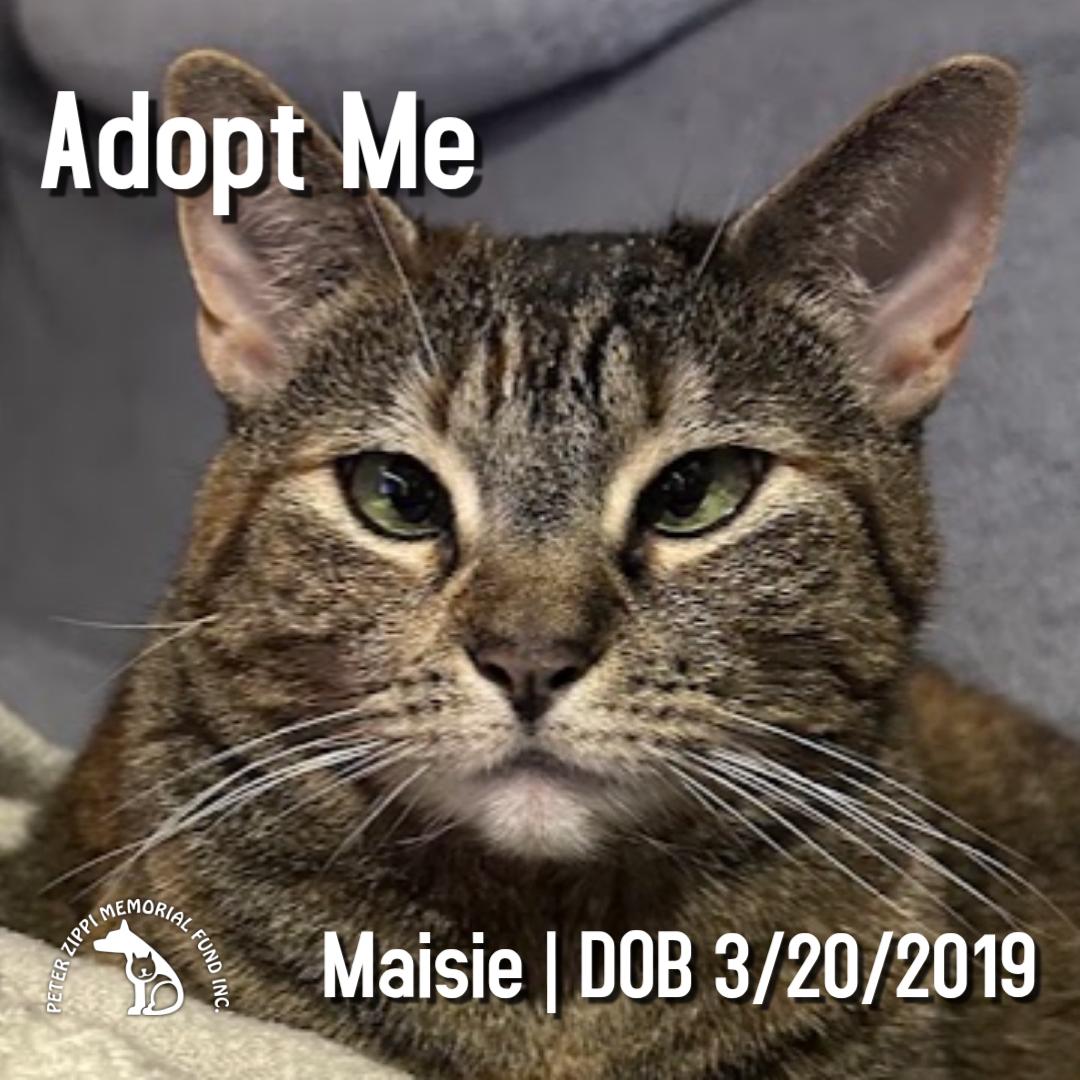 Maisie, a ADOPTABLE mixed breed in Hermosa Beach, CA image 1/3