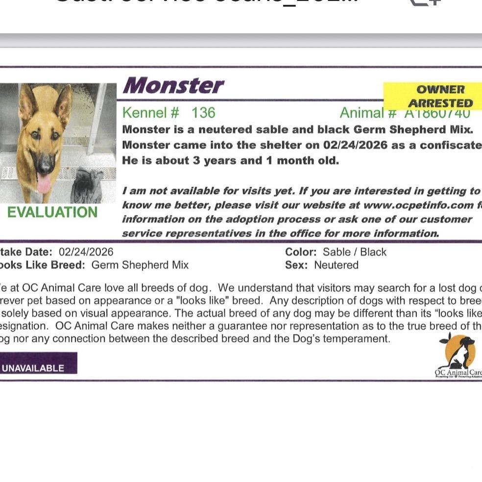 Enlarge Ranger (formerly Monster), a Adoptable mixed breed in San Diego, CA image 1/2