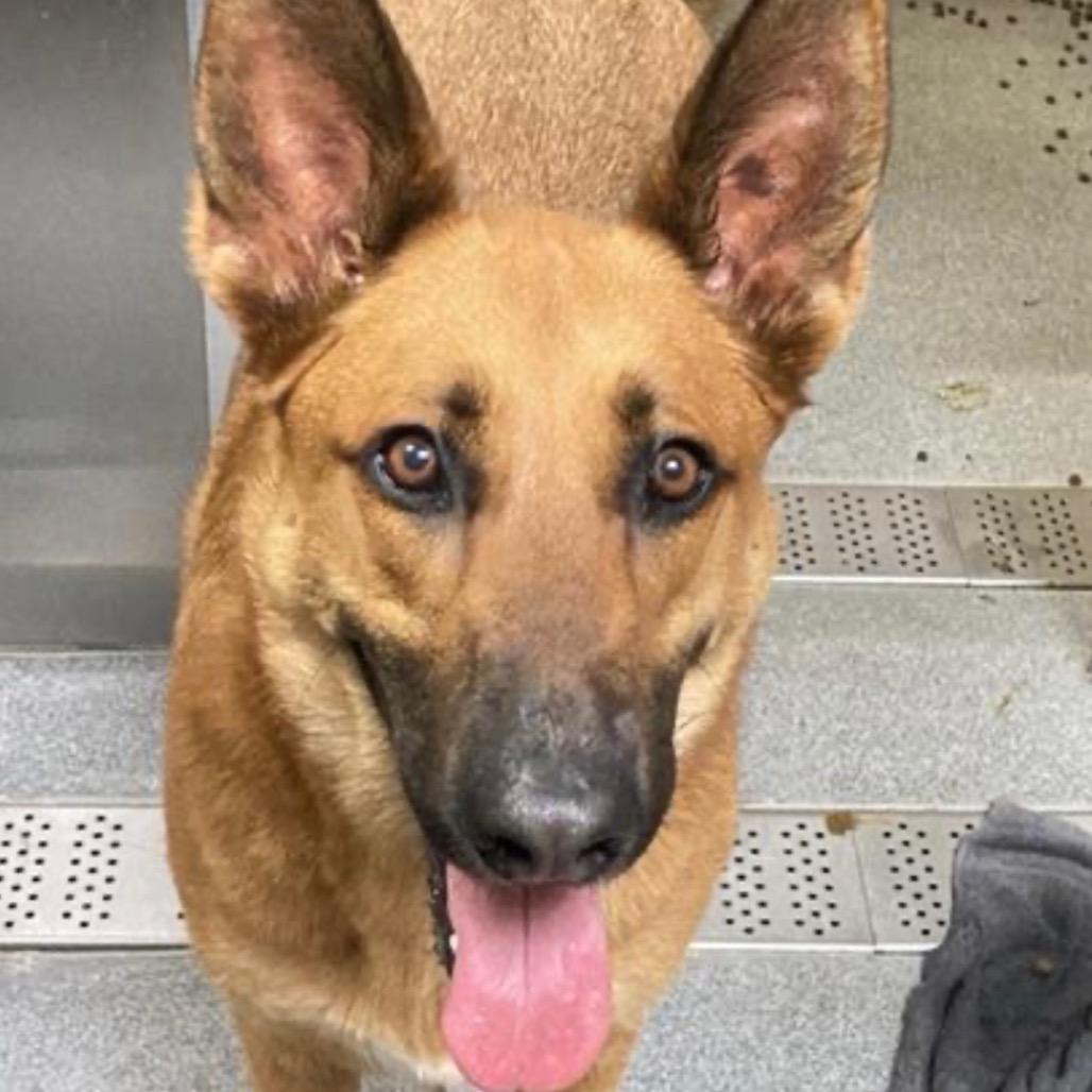 Enlarge Ranger (formerly Monster), a Adoptable mixed breed in San Diego, CA image 2/2