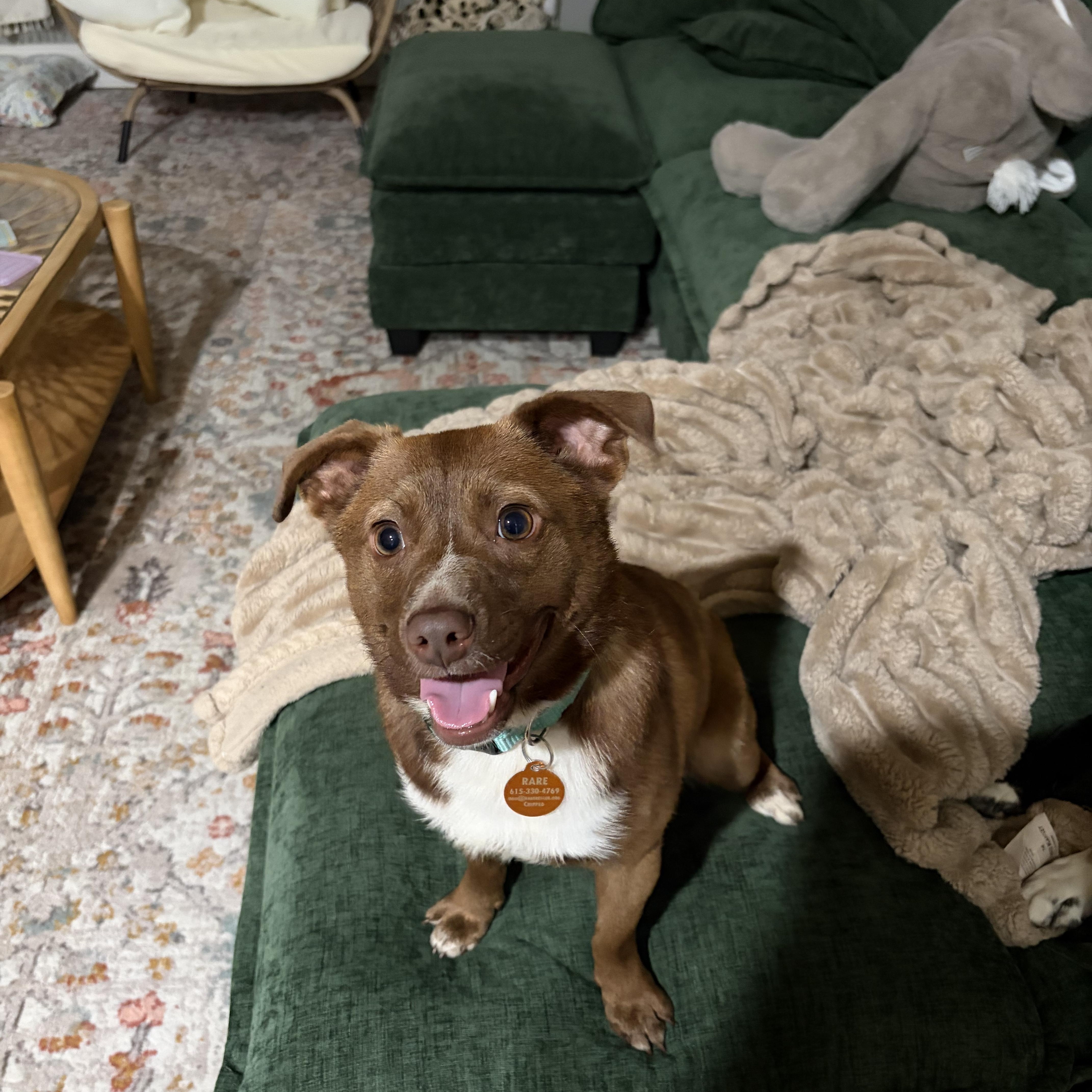 Enlarge Madix, a ADOPTABLE mixed breed in Franklin, TN image 4/5