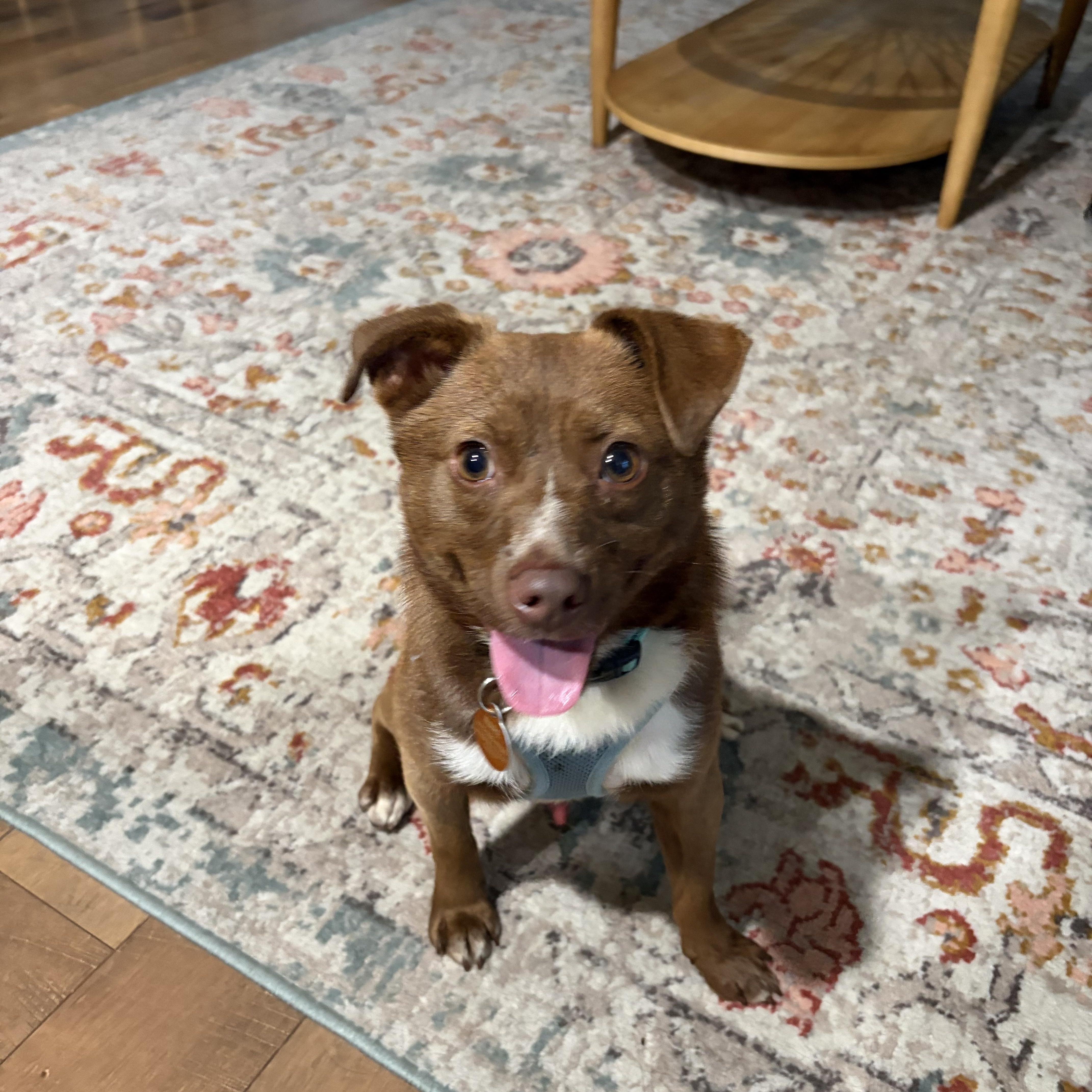 Madix, ADOPTABLE, Adult Male Chihuahua.