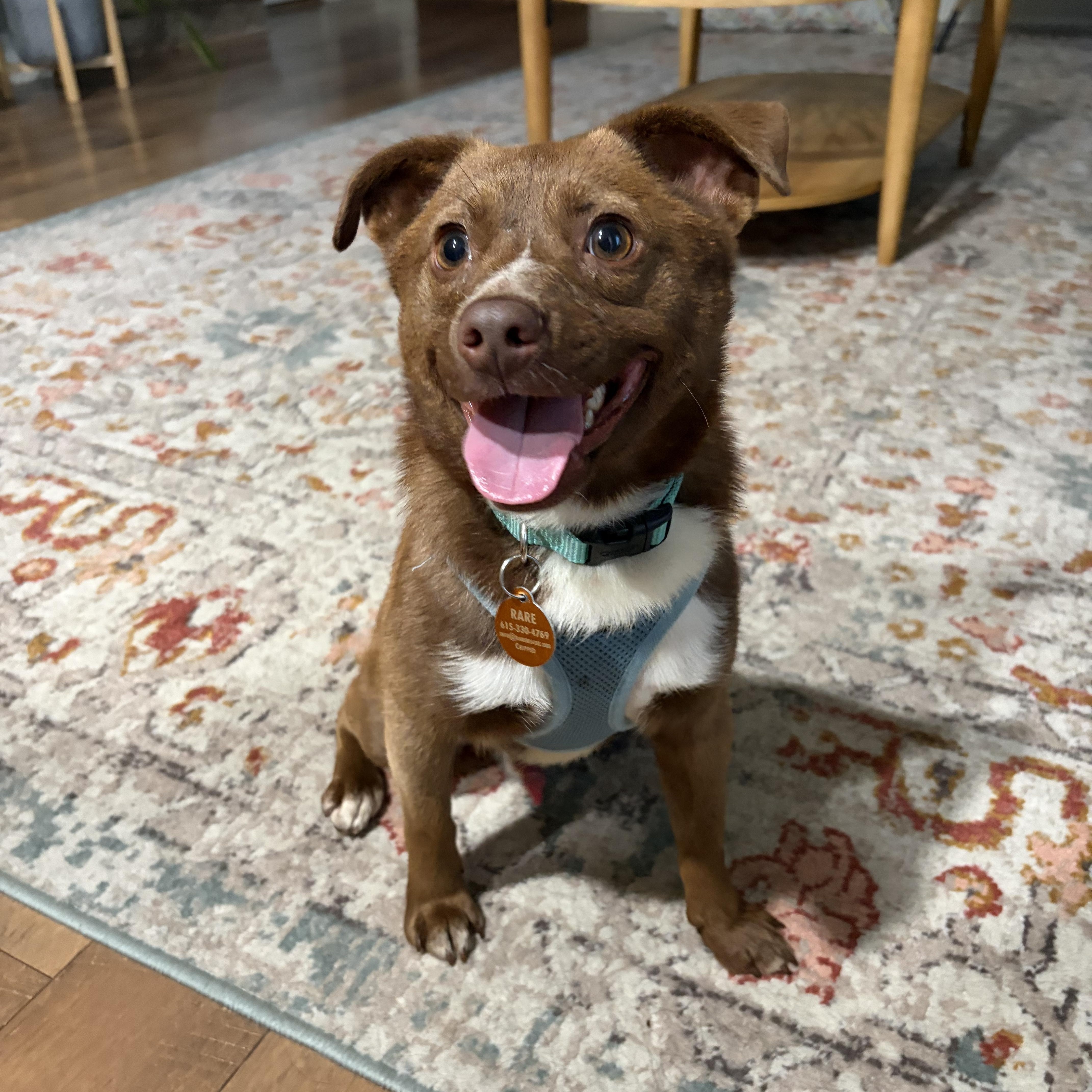 Enlarge Madix, a ADOPTABLE mixed breed in Franklin, TN image 5/5