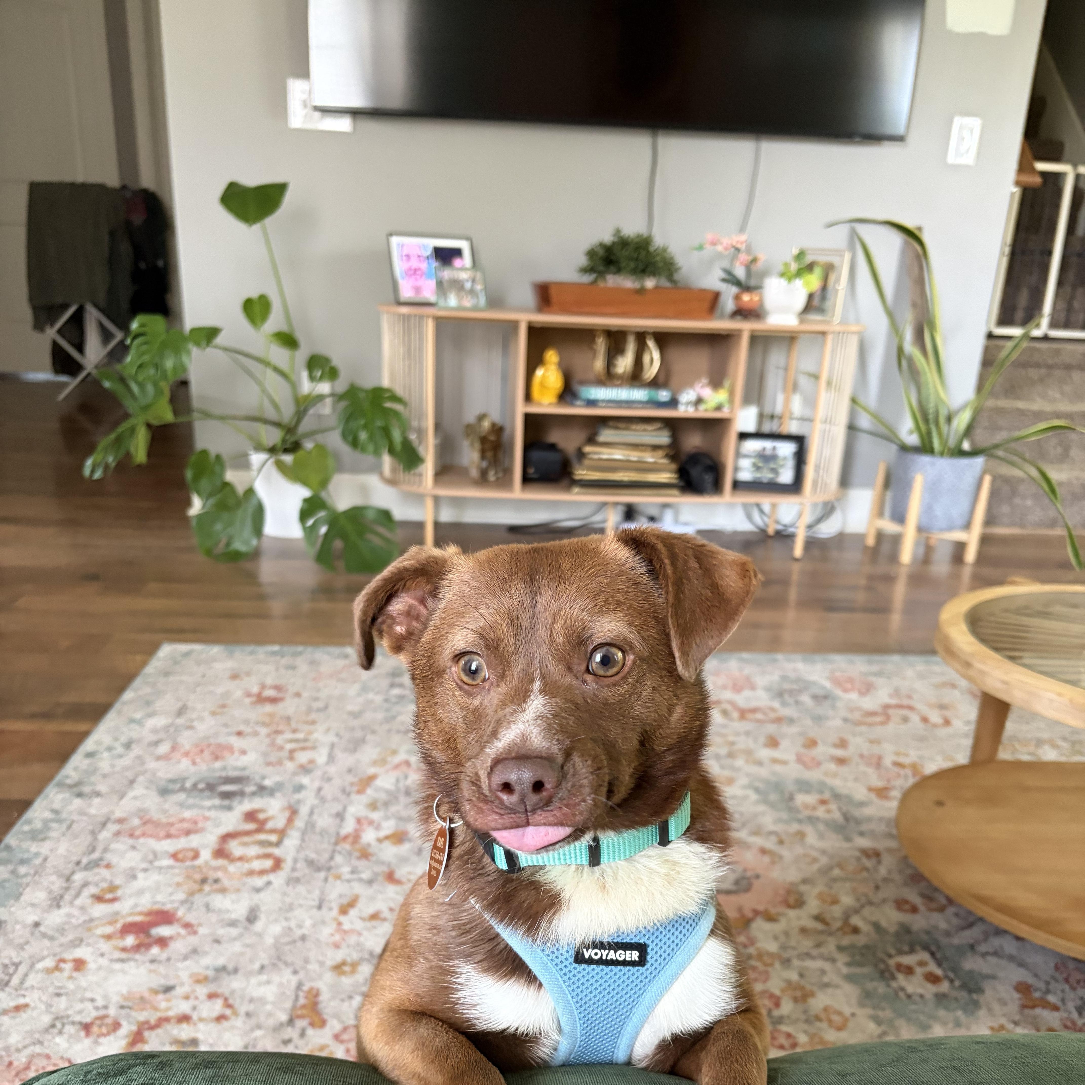 Enlarge Madix, a ADOPTABLE mixed breed in Franklin, TN image 2/5