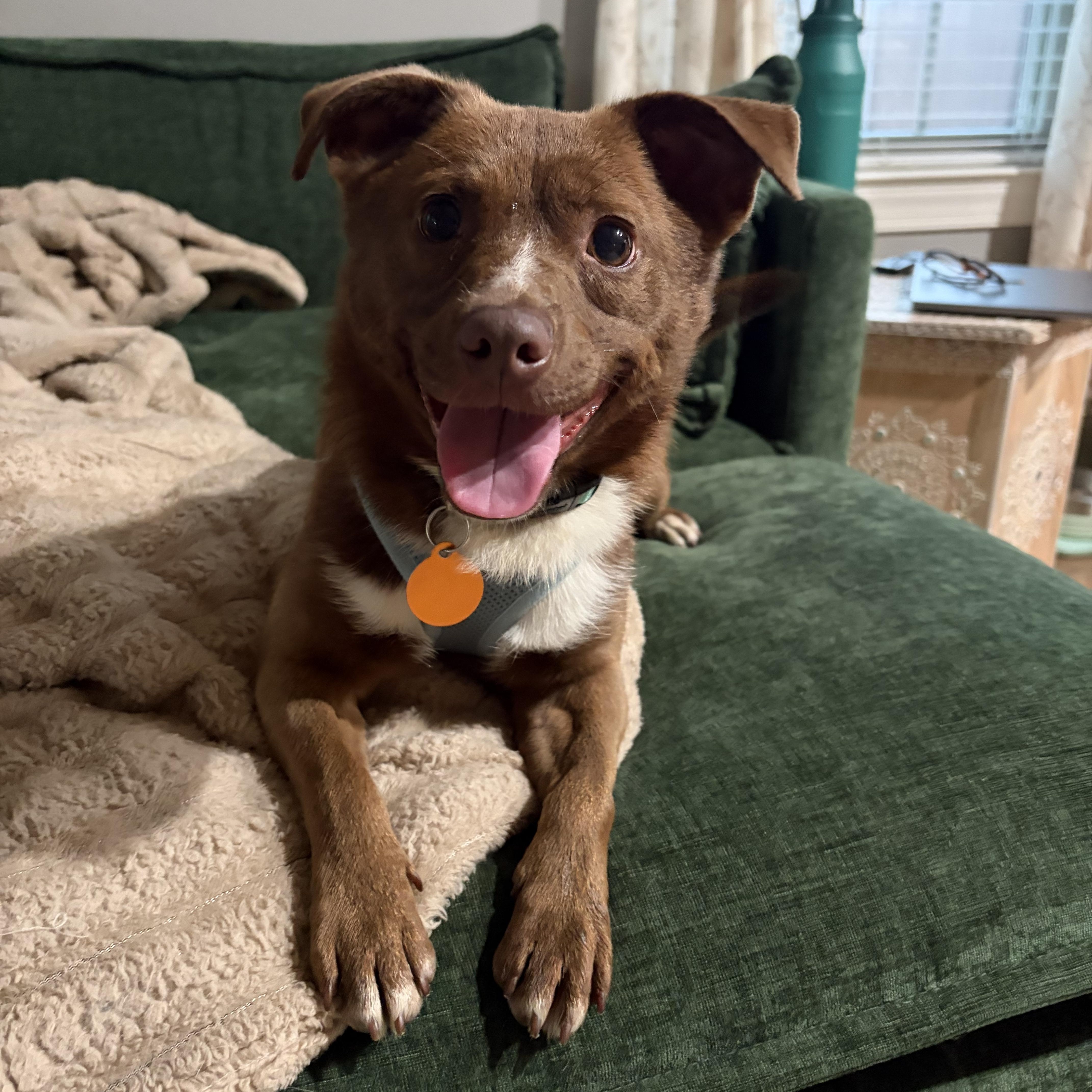 Enlarge Madix, a ADOPTABLE mixed breed in Franklin, TN image 3/5