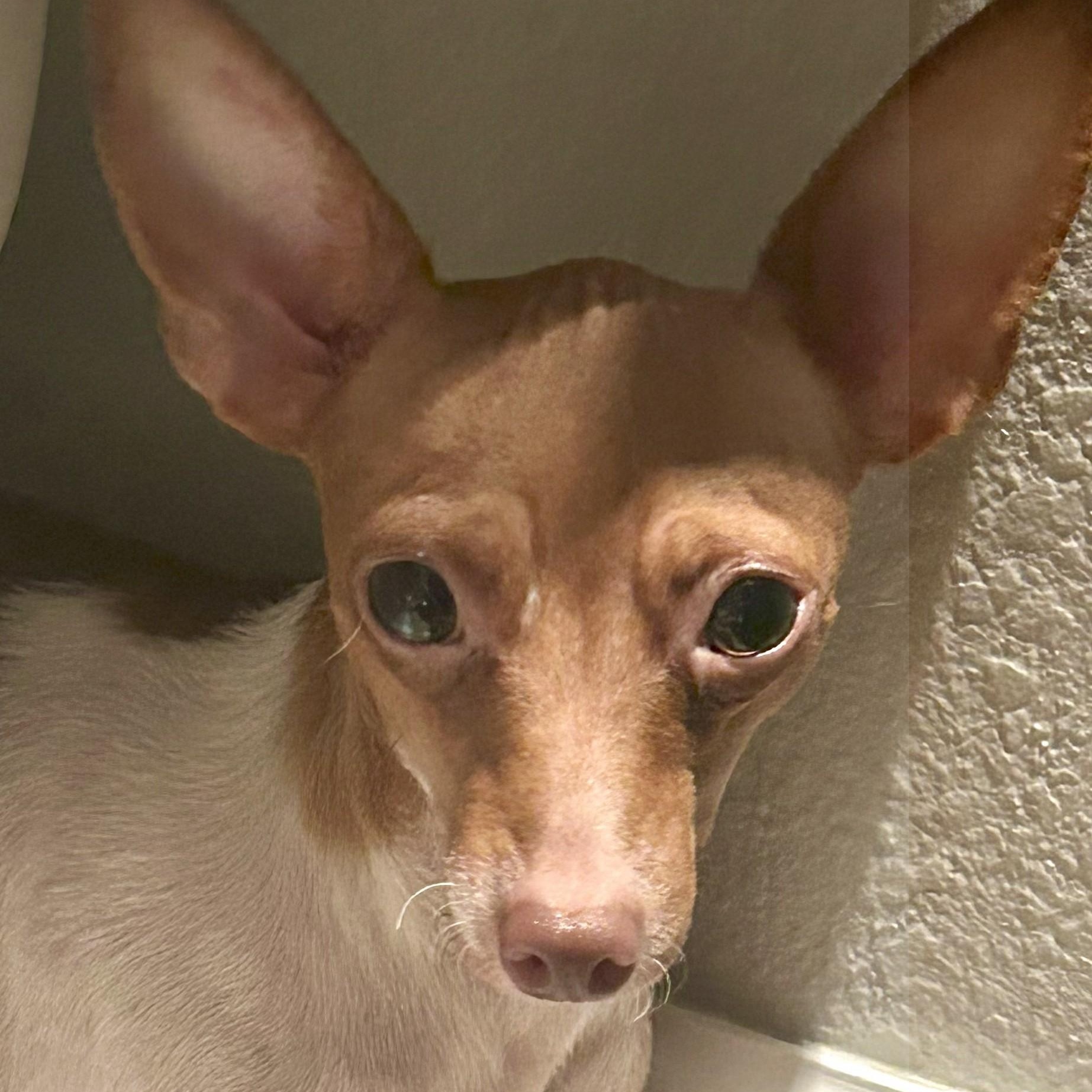 Pinot Gris - Coming Soon!, Young Female Chihuahua
