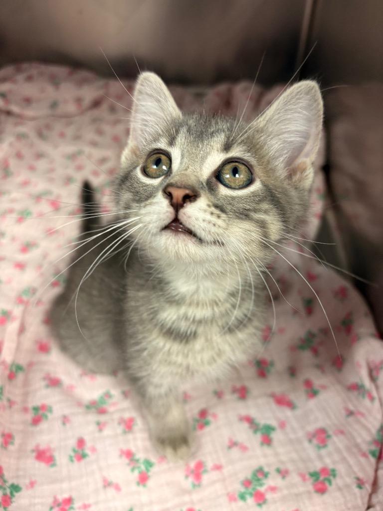 Pipkin, a Adoptable mixed breed in Detroit, MI image 2/2