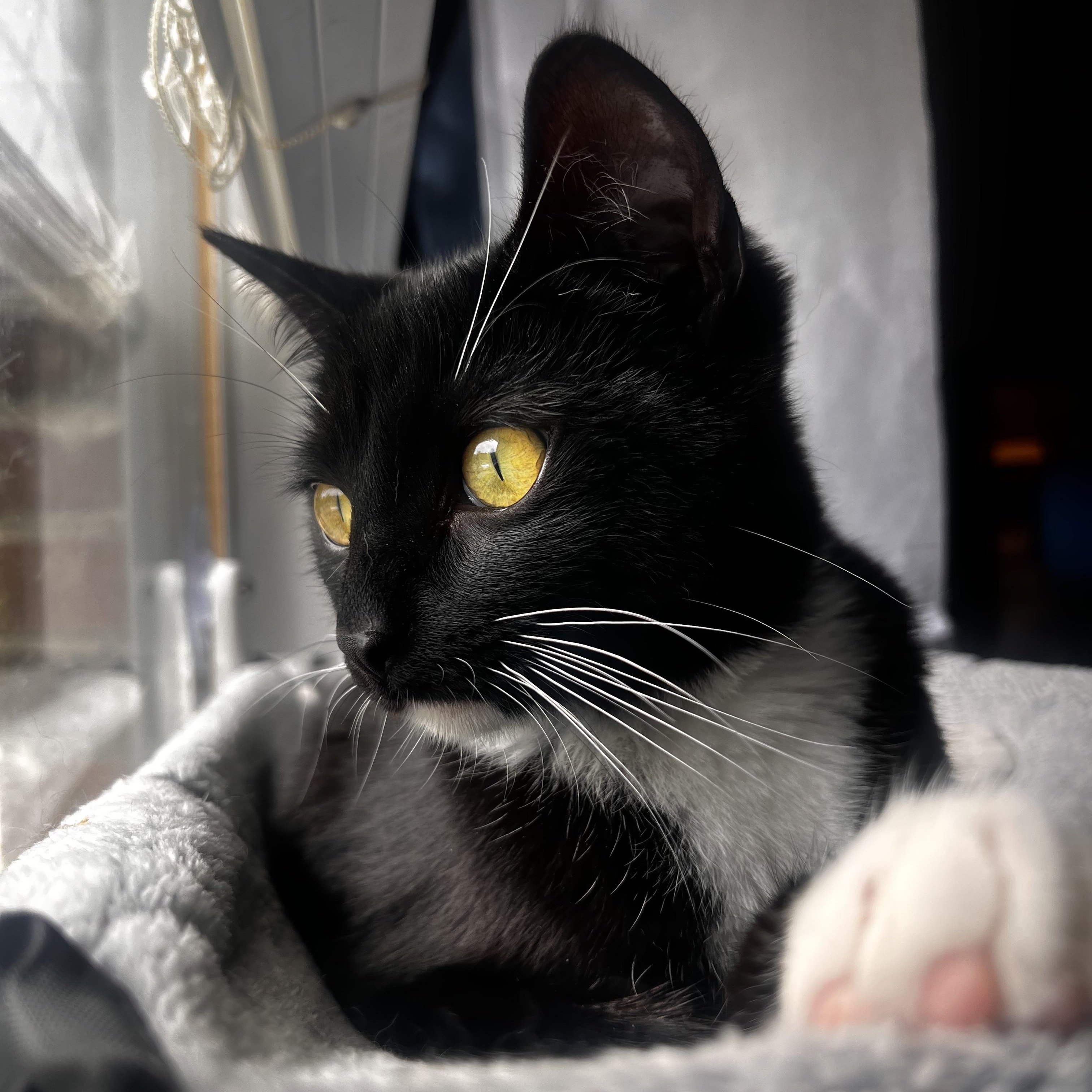 Enlarge Atreus, a Adoptable Domestic Short Hair in Mount Holly, NC image 4/5