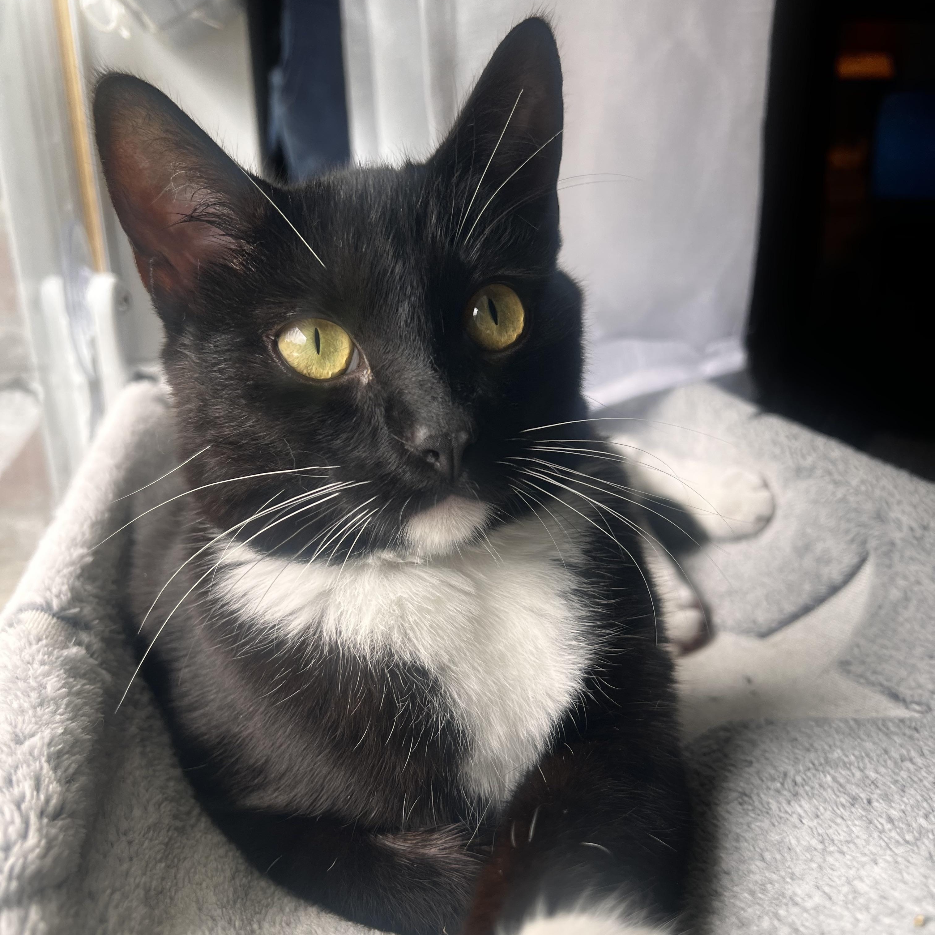 Enlarge Atreus, a Adoptable Domestic Short Hair in Mount Holly, NC image 5/5