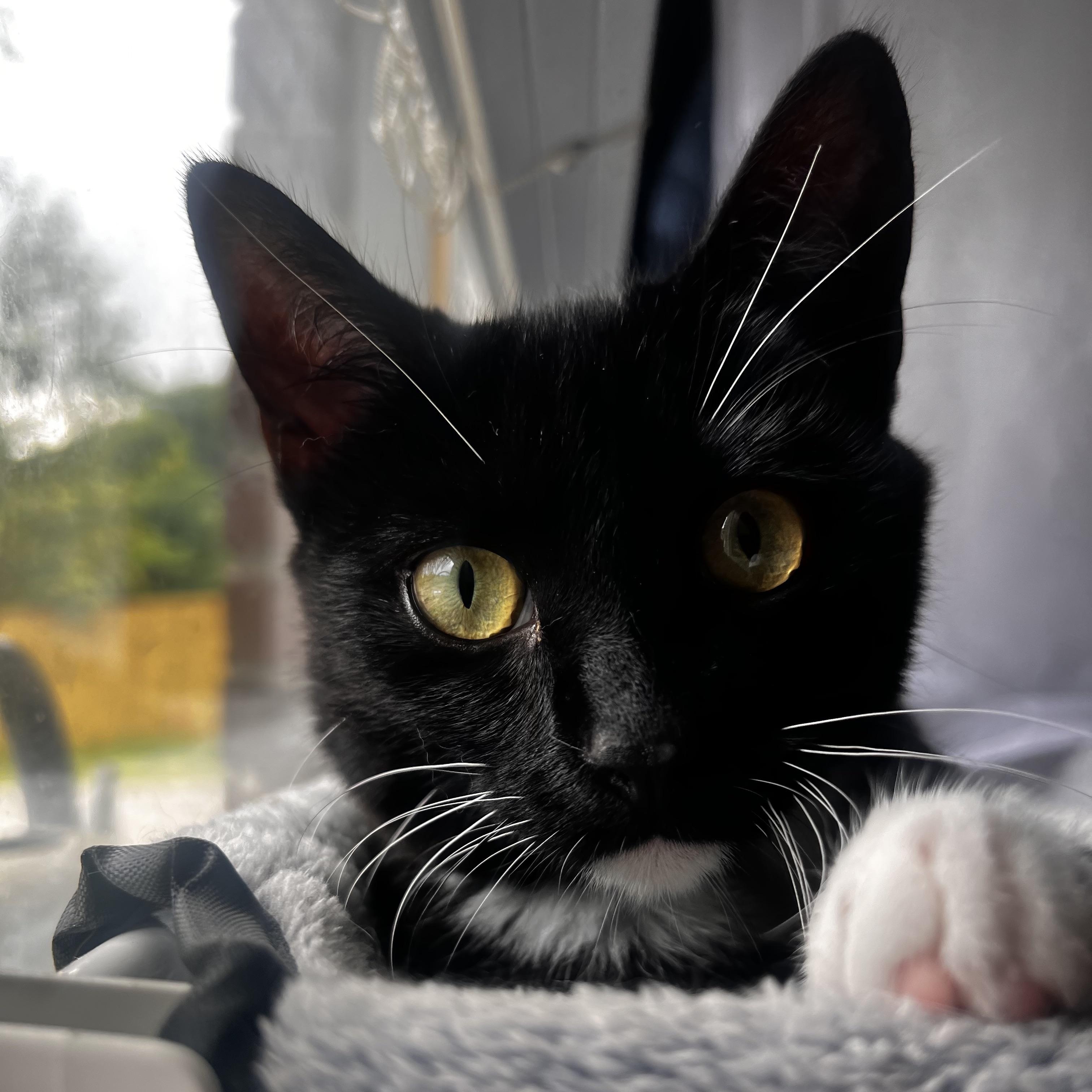 Enlarge Atreus, a Adoptable Domestic Short Hair in Mount Holly, NC image 3/5