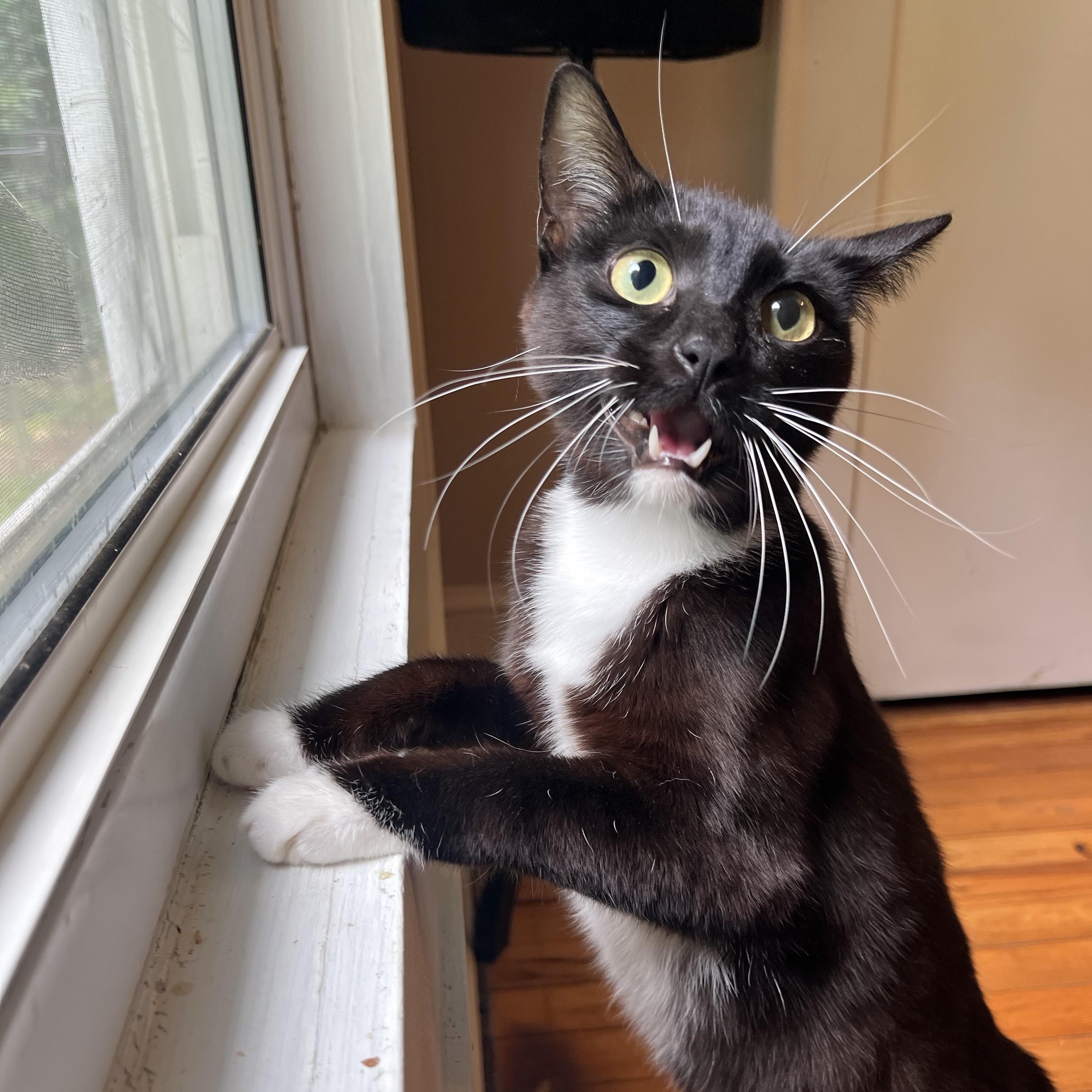 Enlarge Atreus, a Adoptable Domestic Short Hair in Mount Holly, NC image 2/5