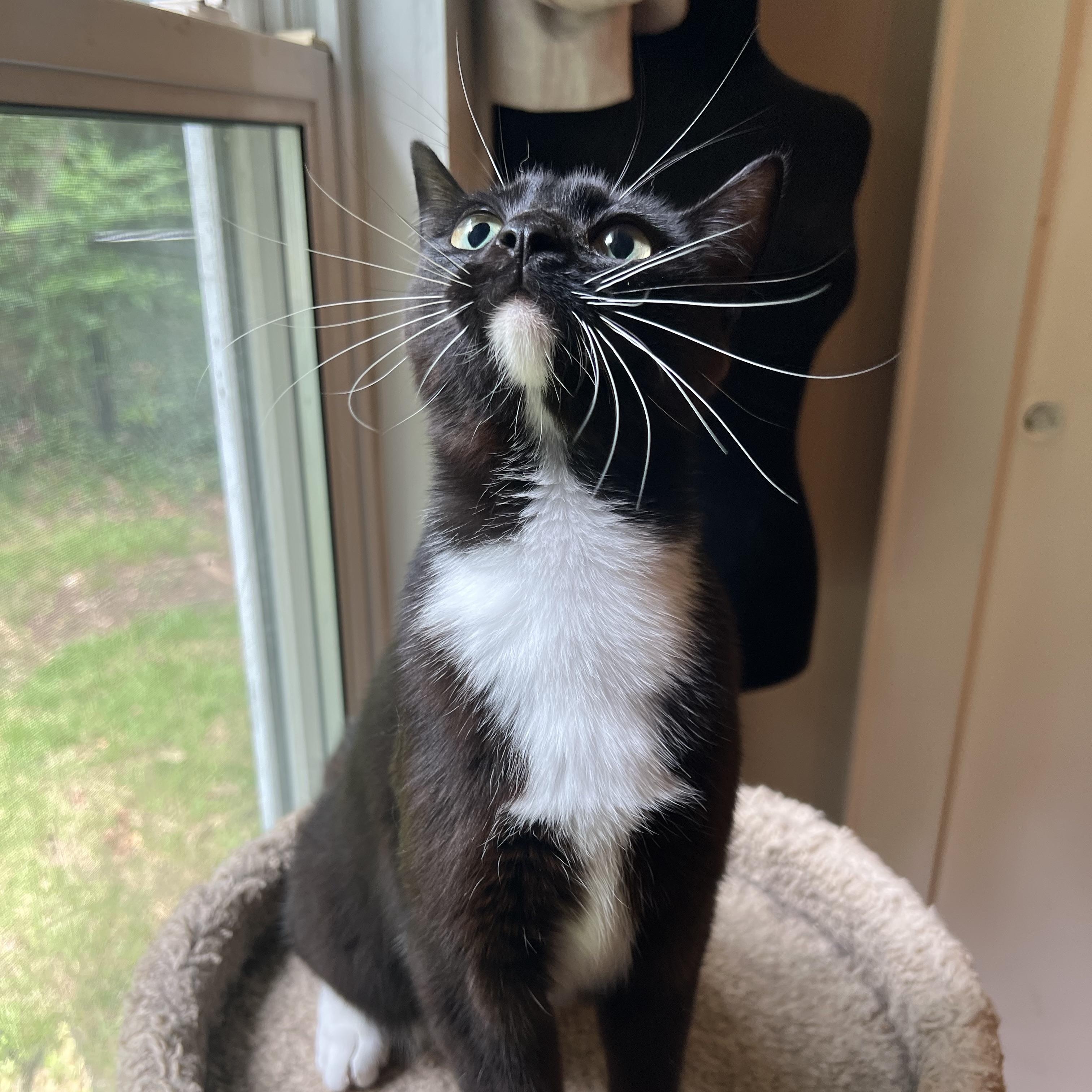 Atreus, Adoptable, Kitten Male Domestic Short Hair.