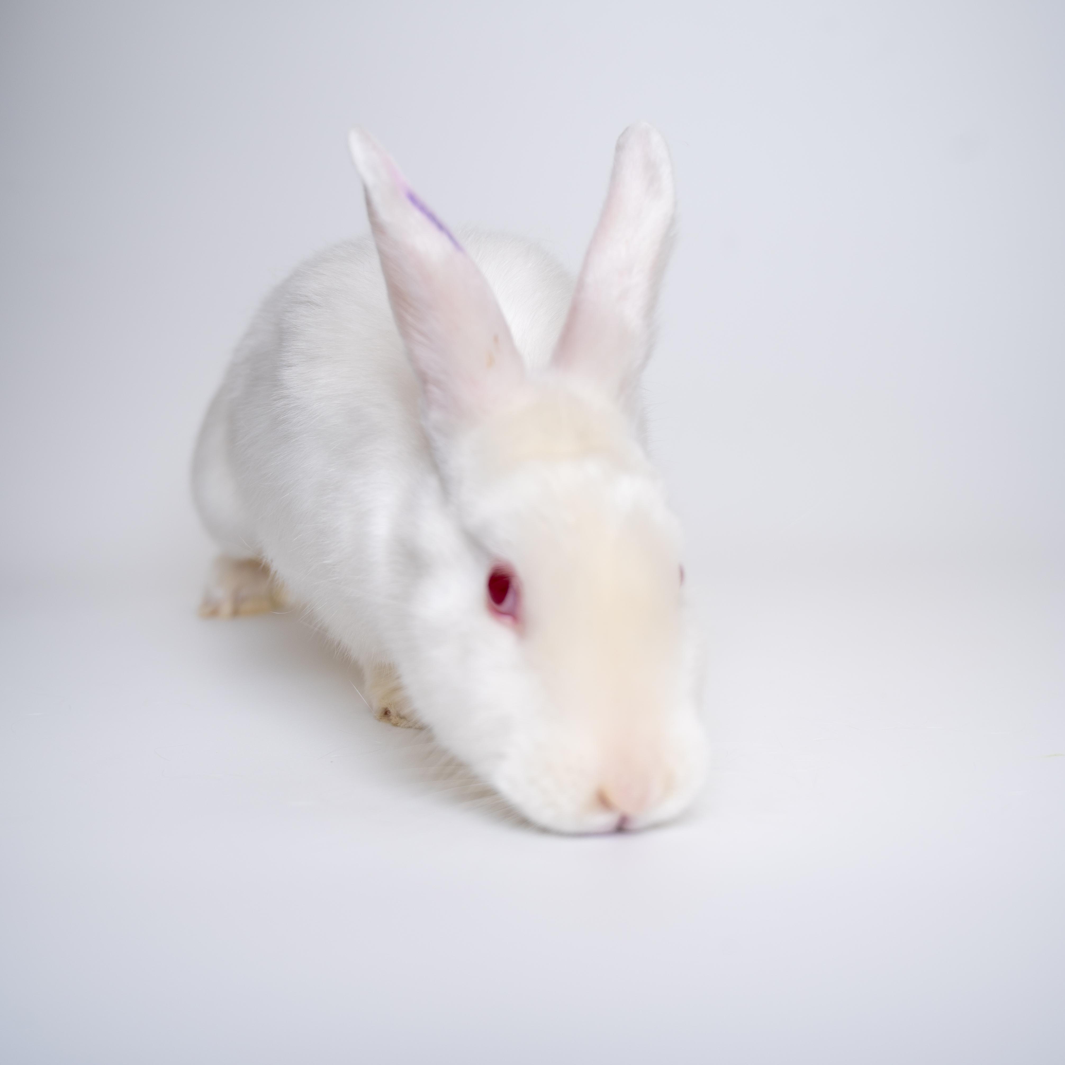 Sprinkles, Young Female unknown