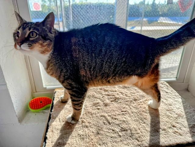 CHARISMA, adopted, Adult Female Domestic Short Hair.