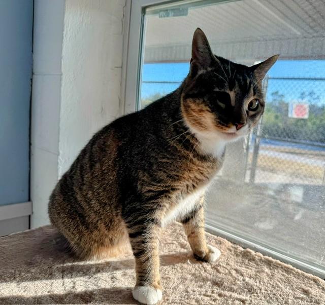 CHARISMA, an adopted Domestic Short Hair in Lynn Haven, FL image 2/3