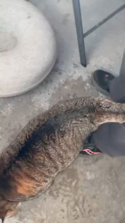 Enlarge CHARISMA, an adopted Domestic Short Hair in Lynn Haven, FL video 3/3