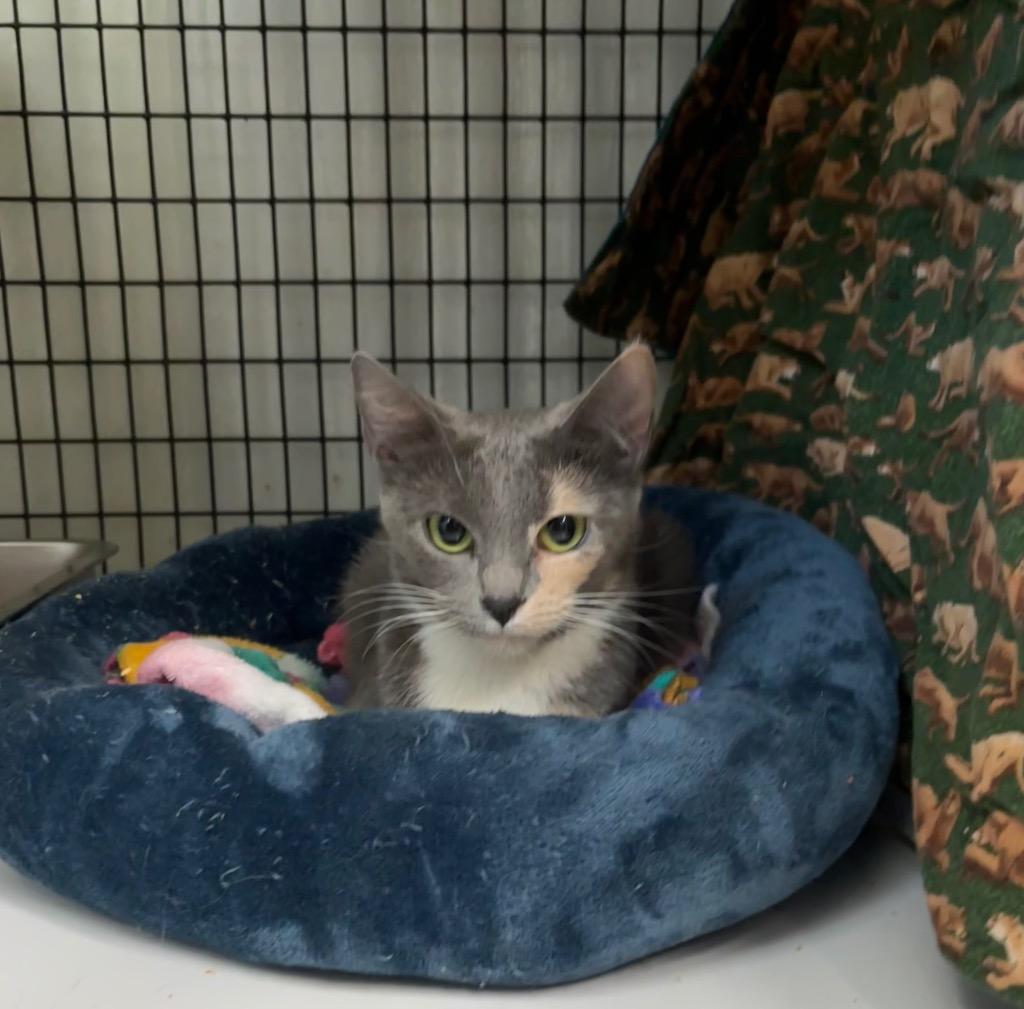 Enlarge Amelia, a Adoptable mixed breed in Luling, TX image 1/1