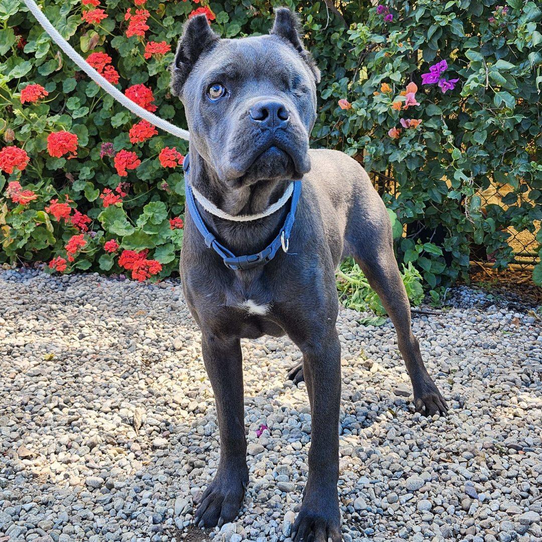 Sparrow, a Adoptable Cane Corso in Burbank, CA image 4/6