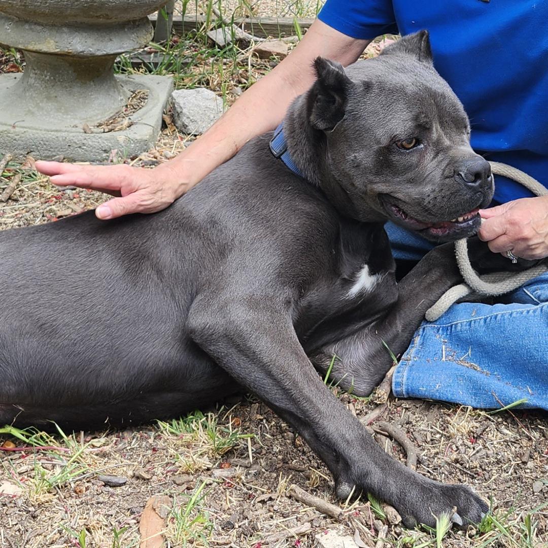Sparrow, a Adoptable Cane Corso in Burbank, CA image 1/6