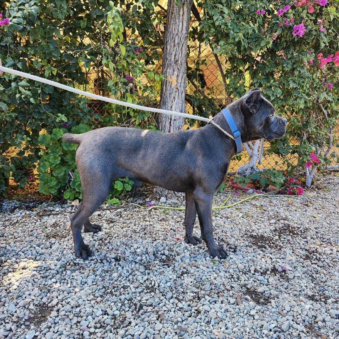 Sparrow, a Adoptable Cane Corso in Burbank, CA image 3/6