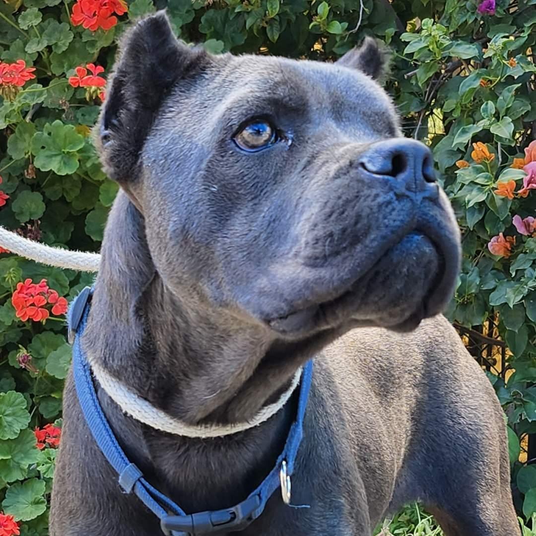Sparrow, a Adoptable Cane Corso in Burbank, CA image 2/6