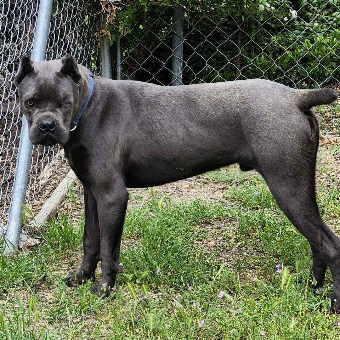 Sparrow, a Adoptable Cane Corso in Burbank, CA image 6/6