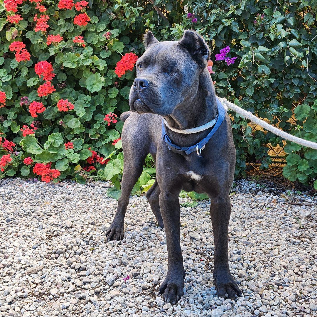 Sparrow, a Adoptable Cane Corso in Burbank, CA image 5/6