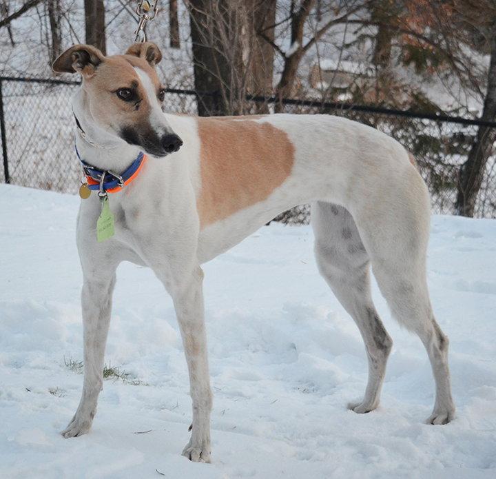 Enlarge Mabel, a Adoptable Greyhound in Minneapolis, MN image 1/3