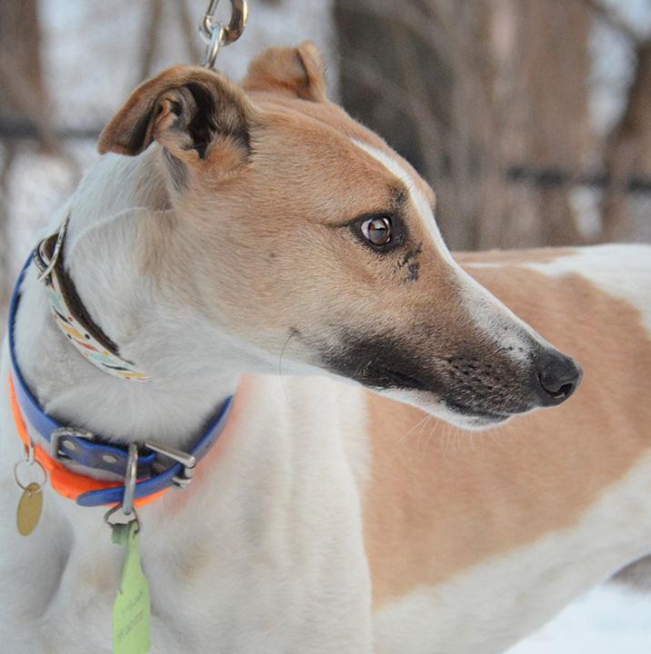 Enlarge Mabel, a Adoptable Greyhound in Minneapolis, MN image 1/3
