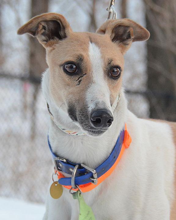 Enlarge Mabel, a Adoptable Greyhound in Minneapolis, MN image 2/3