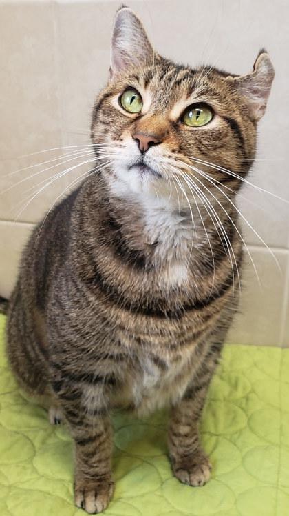 Yzma, Adoptable, Adult Female Domestic Short Hair & Domestic Short Hair.