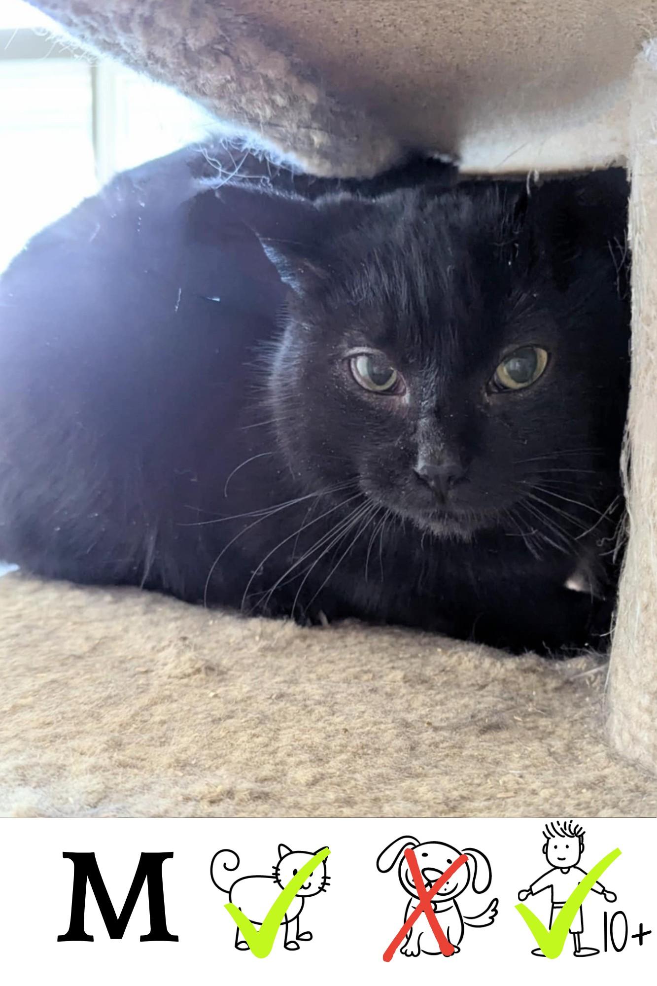 Squid Ink, a Adoptable Domestic Medium Hair in Saint-Chrysostome, QC image 2/2