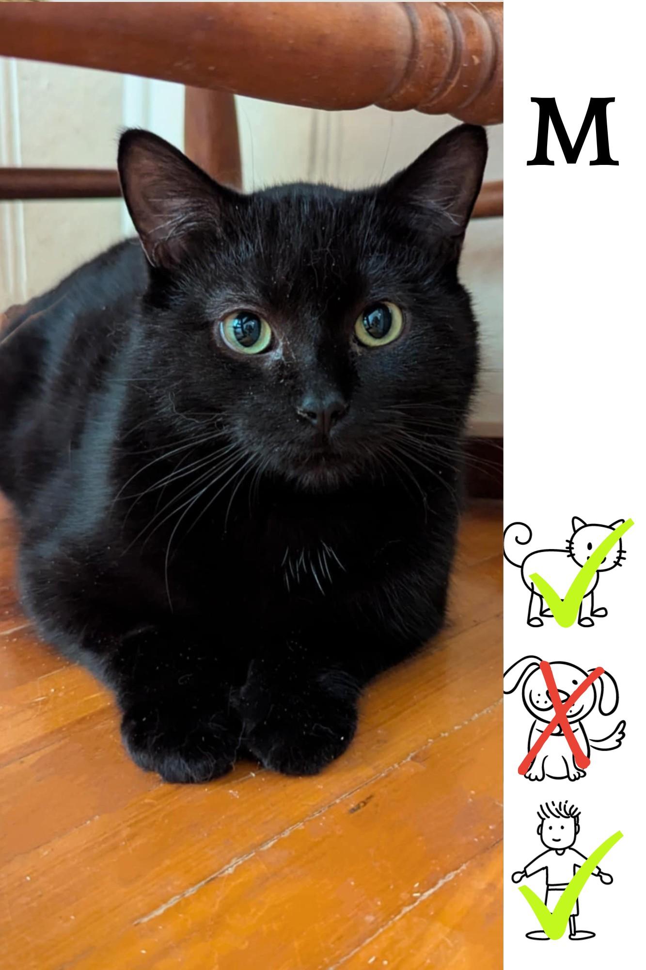 Squid Ink, a Adoptable Domestic Medium Hair in Saint-Chrysostome, QC image 1/2