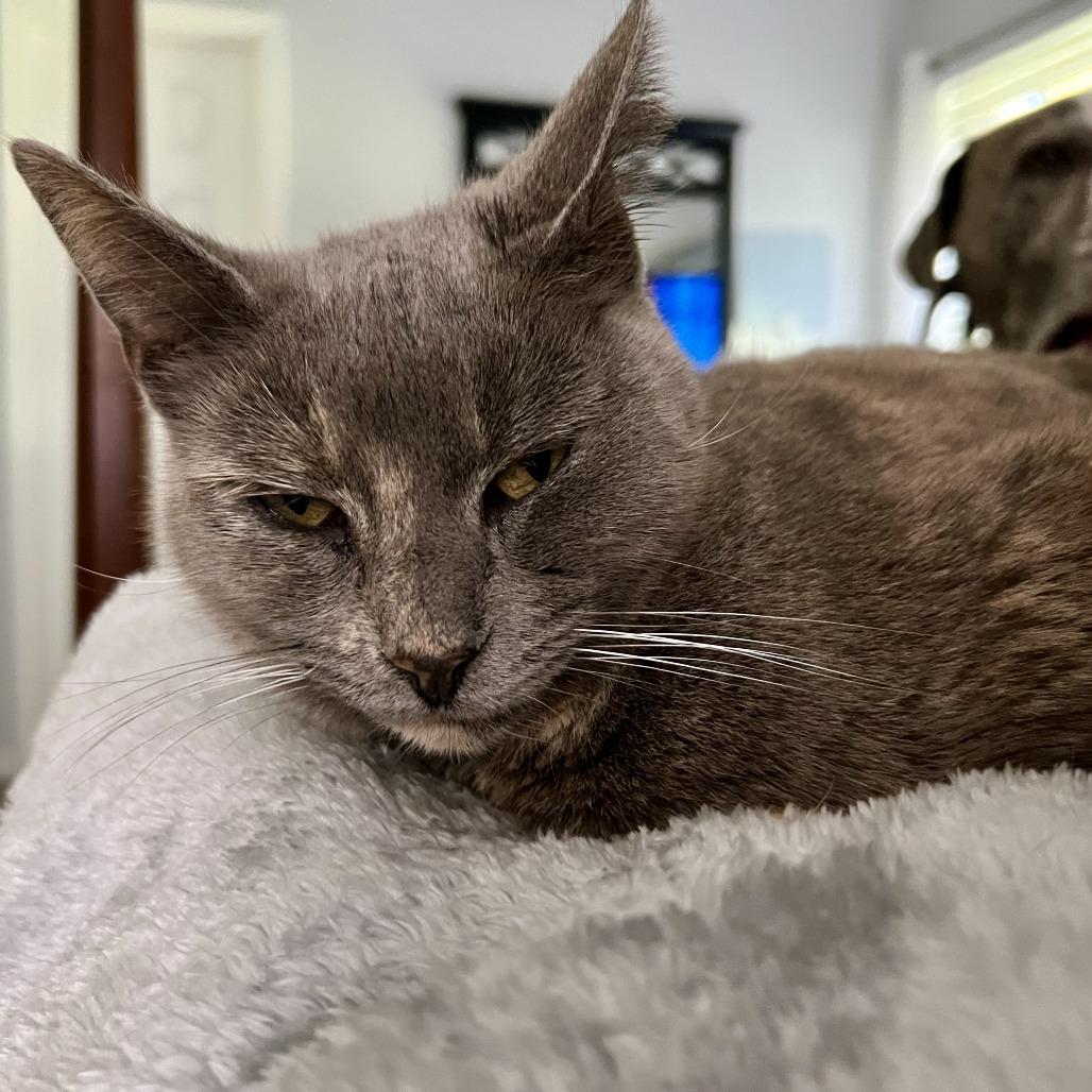 Whiskers, Adoptable, Adult Female Domestic Short Hair.