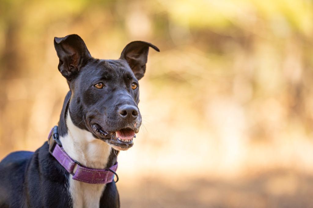 Enlarge Estelle, a Adoptable mixed breed in Tyler, TX image 3/6