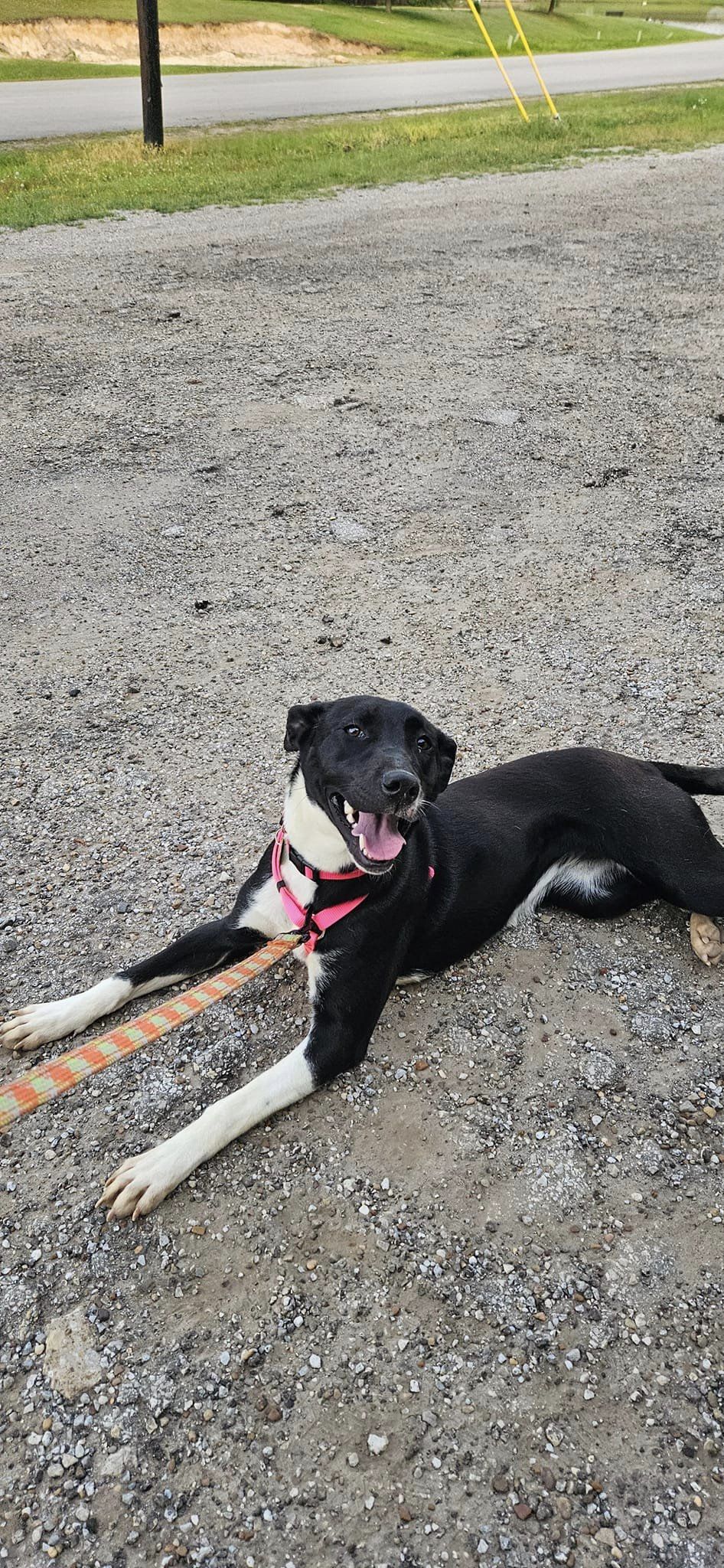 Enlarge Estelle, a Adoptable mixed breed in Tyler, TX image 2/3