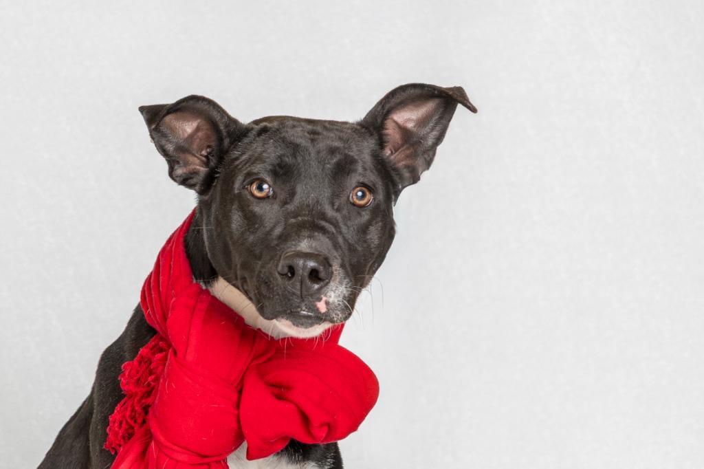 Enlarge Estelle, a Adoptable mixed breed in Tyler, TX image 1/5