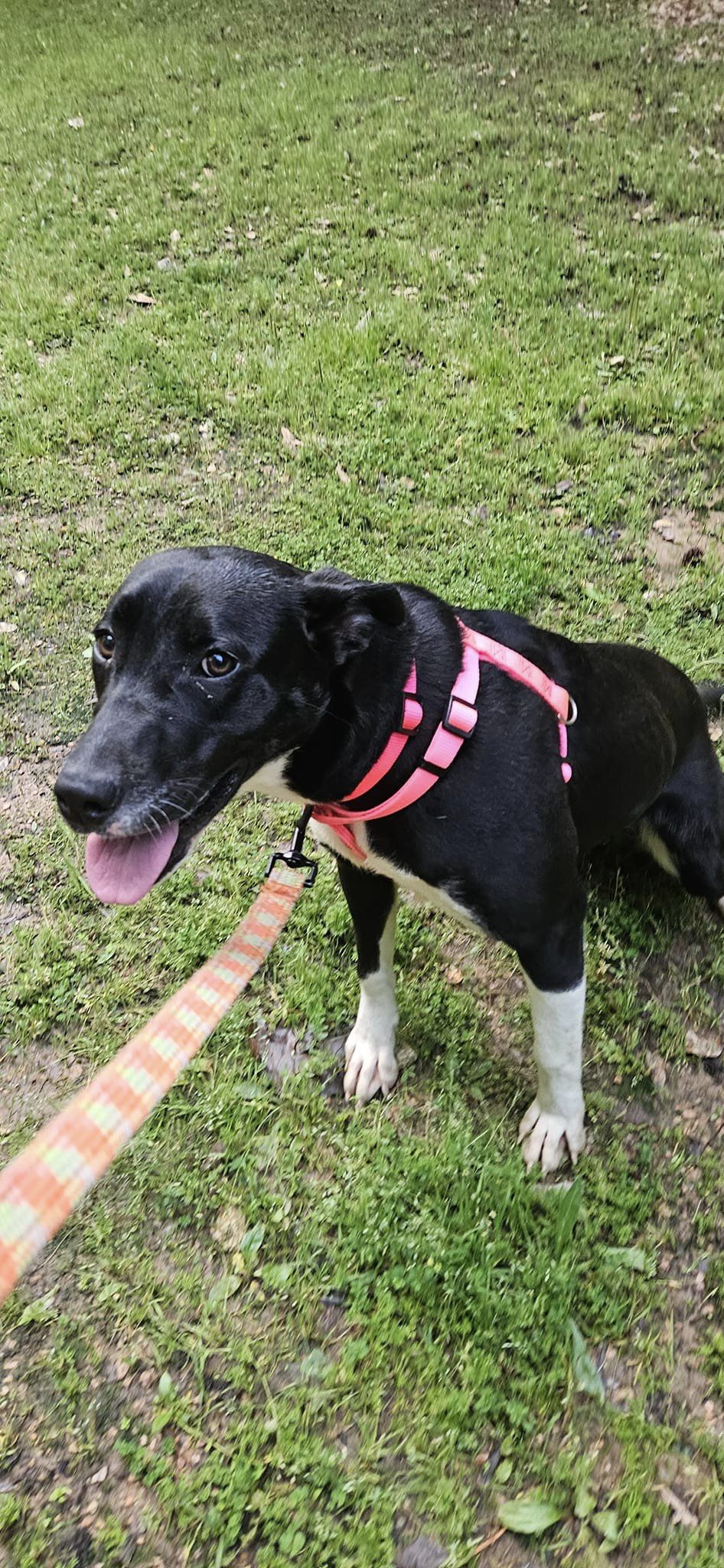 Enlarge Estelle, a Adoptable mixed breed in Tyler, TX image 3/3