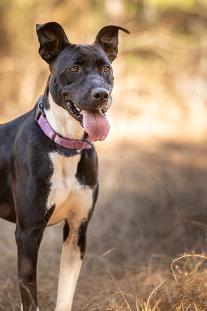 Estelle, Adoptable, Adult Female Terrier.
