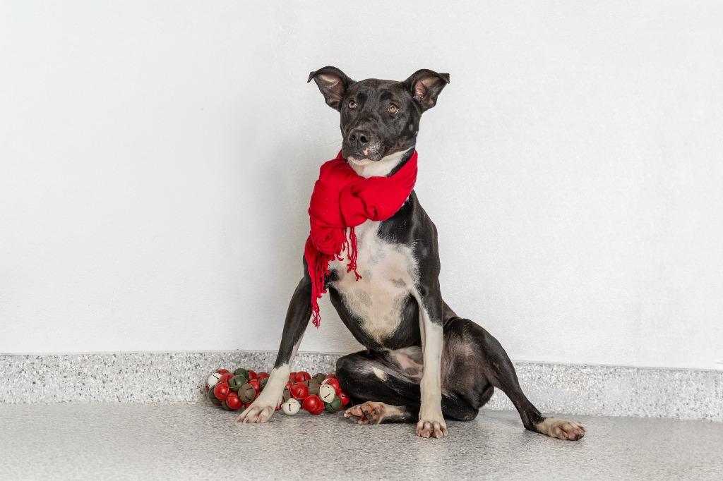 Enlarge Estelle, a Adoptable mixed breed in Tyler, TX image 2/5