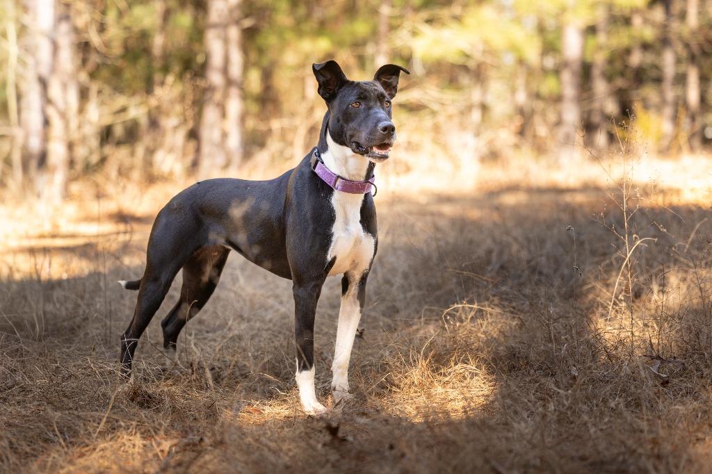 Enlarge Estelle, a Adoptable mixed breed in Tyler, TX image 2/6
